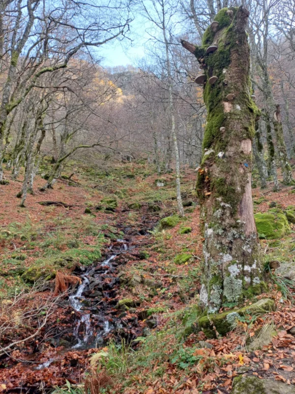 L. Bello ruisseau cascade de la biche en forêt