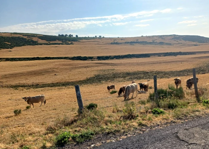 L. Bello Les vaches Aubrac en Margeride