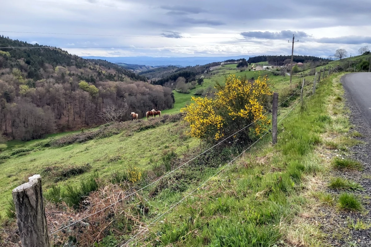 chevaux livradois forez