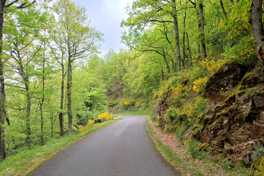 Les forêts de la Margeride