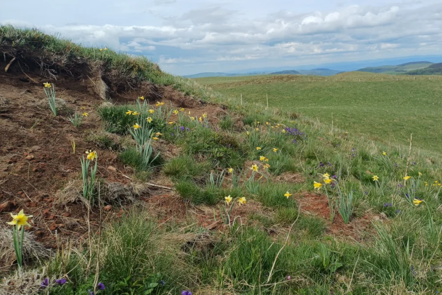 L. Bello Fleurs du printemps sur le mont Chamaroux