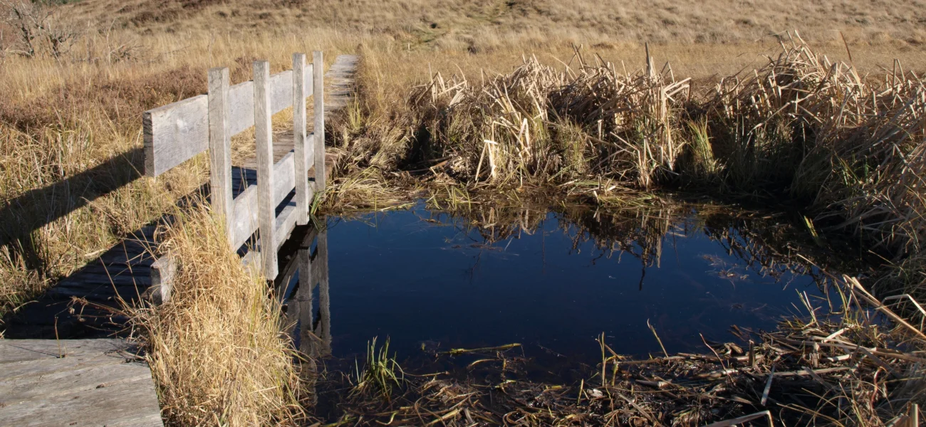 Ponton pour observer les tourbières de près