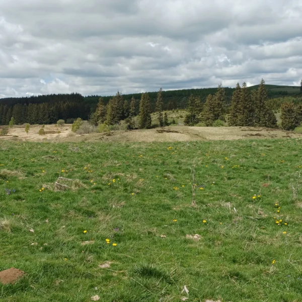 Tourbière de la plaine Jacquot, au printemps