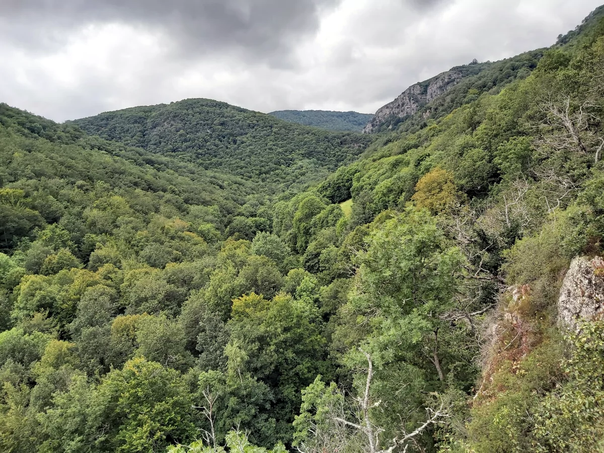 vallée de la rentière protégée par la forêt - ardes sur couze